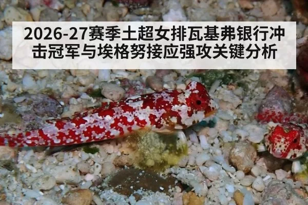2026-27赛季土超女排瓦基弗银行冲击冠军与埃格努接应强攻关键分析